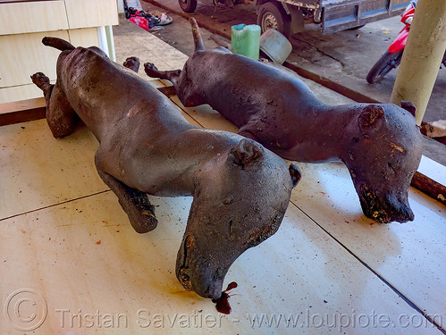two dogs sold at dog meat market in manado, carcass, dead dog, dog meat, food dog, manado, meat market, raw meat